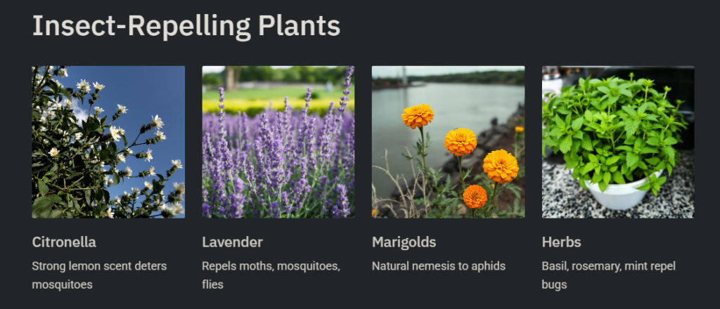 Use Plants that Naturally Repel Insects